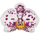 گل ارکیده فالانوپسیس زامورا